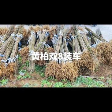 精品黄柏基地大量有货，品质有保障，量大从优～