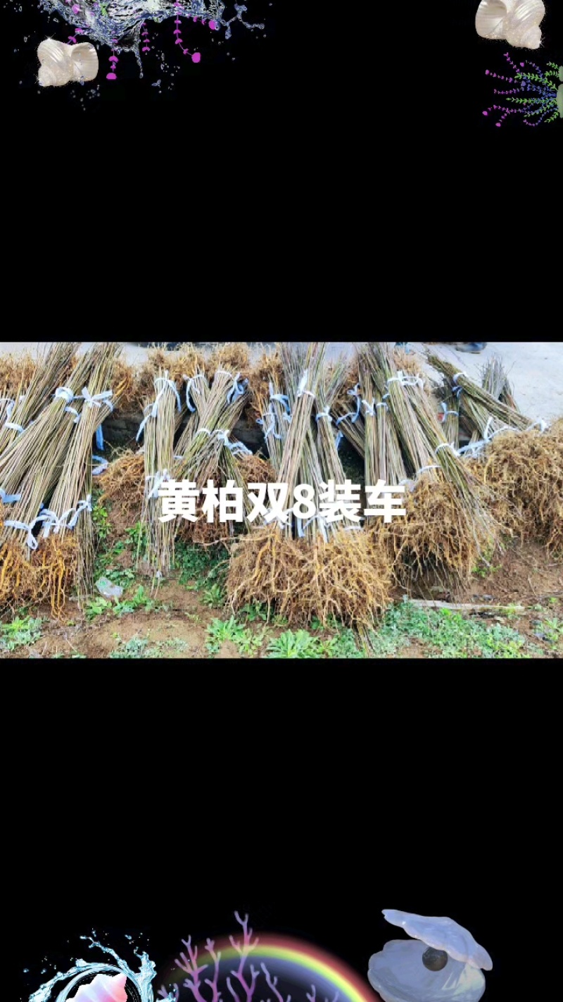 精品黄柏基地大量有货，品质有保障，量大从优～
