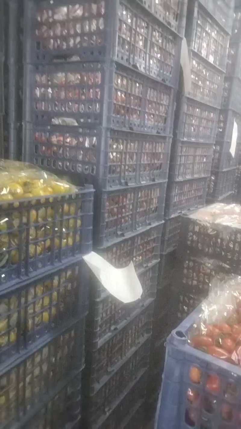 小柿子，酸甜可口，大量批发保正质量好