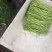 【青白芦蒿】江苏芦蒿/大棚芦蒿/基地常年供应/可全国发货