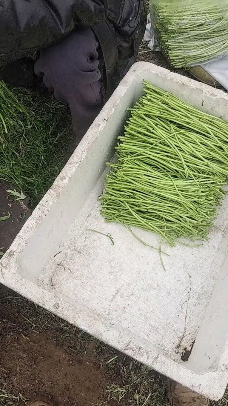 【青白芦蒿】江苏芦蒿/大棚芦蒿/基地常年供应/可全国发货