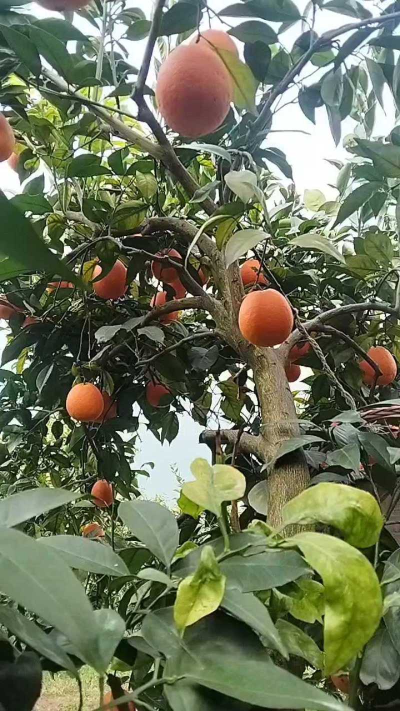 正宗秭归纽荷尔脐橙产地支持批发零售电商一件代发量大从优