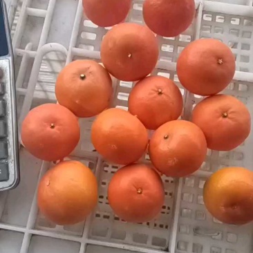桂林沃柑，果面干净的电商果，市场对接，食品工厂炸汁原料