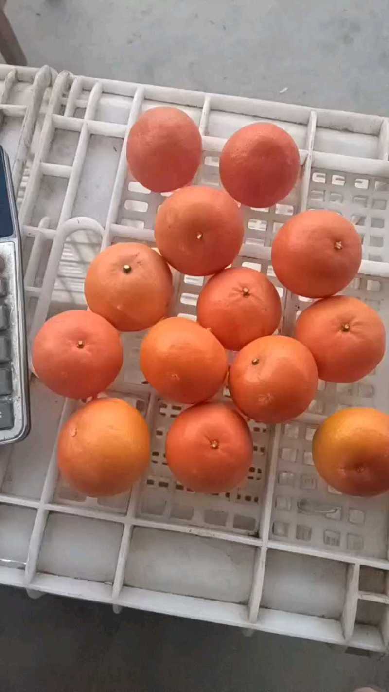 桂林沃柑，果面干净的电商果，市场对接，食品工厂炸汁原料