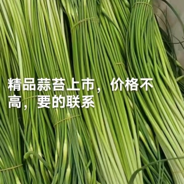 蒜薹