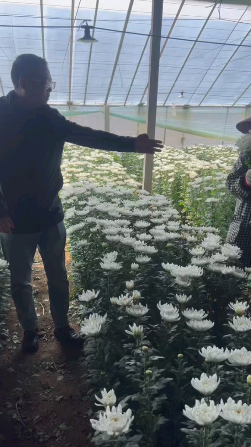 菊花鲜切花黄菊白菊黄白菊祭祀用菊花，全国发货，欢迎沟通