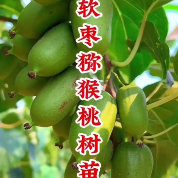 龙城二号软枣猕猴桃奇异果苗当年栽结果自花授粉南北方种植苗