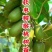 龙城二号软枣猕猴桃奇异果苗当年栽结果自花授粉南北方种植苗