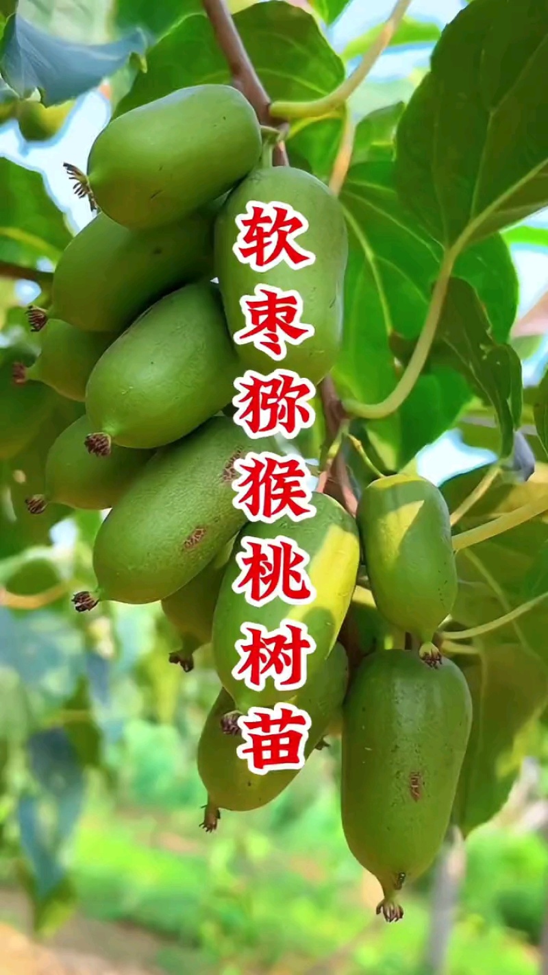 龙城二号软枣猕猴桃奇异果苗当年栽结果自花授粉南北方种植苗