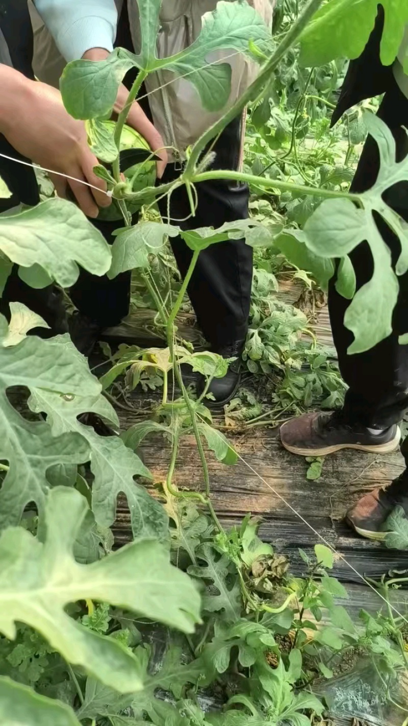 瓤子起沙，品质强很