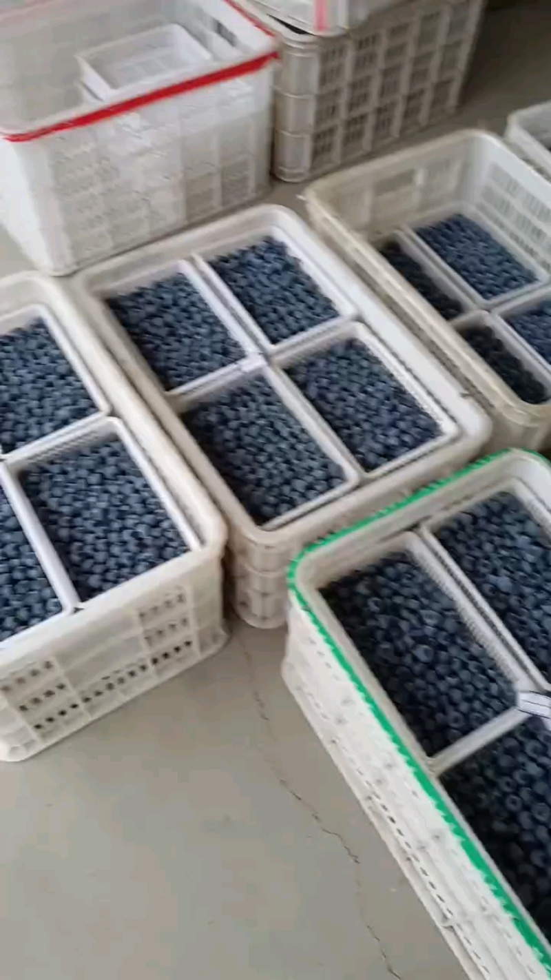 蓝莓F6H5等蓝莓大量有货基地直供品质优新鲜现