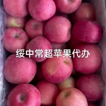 富士苹果大量上市了有需要的联系我今年质量非常好价格合理