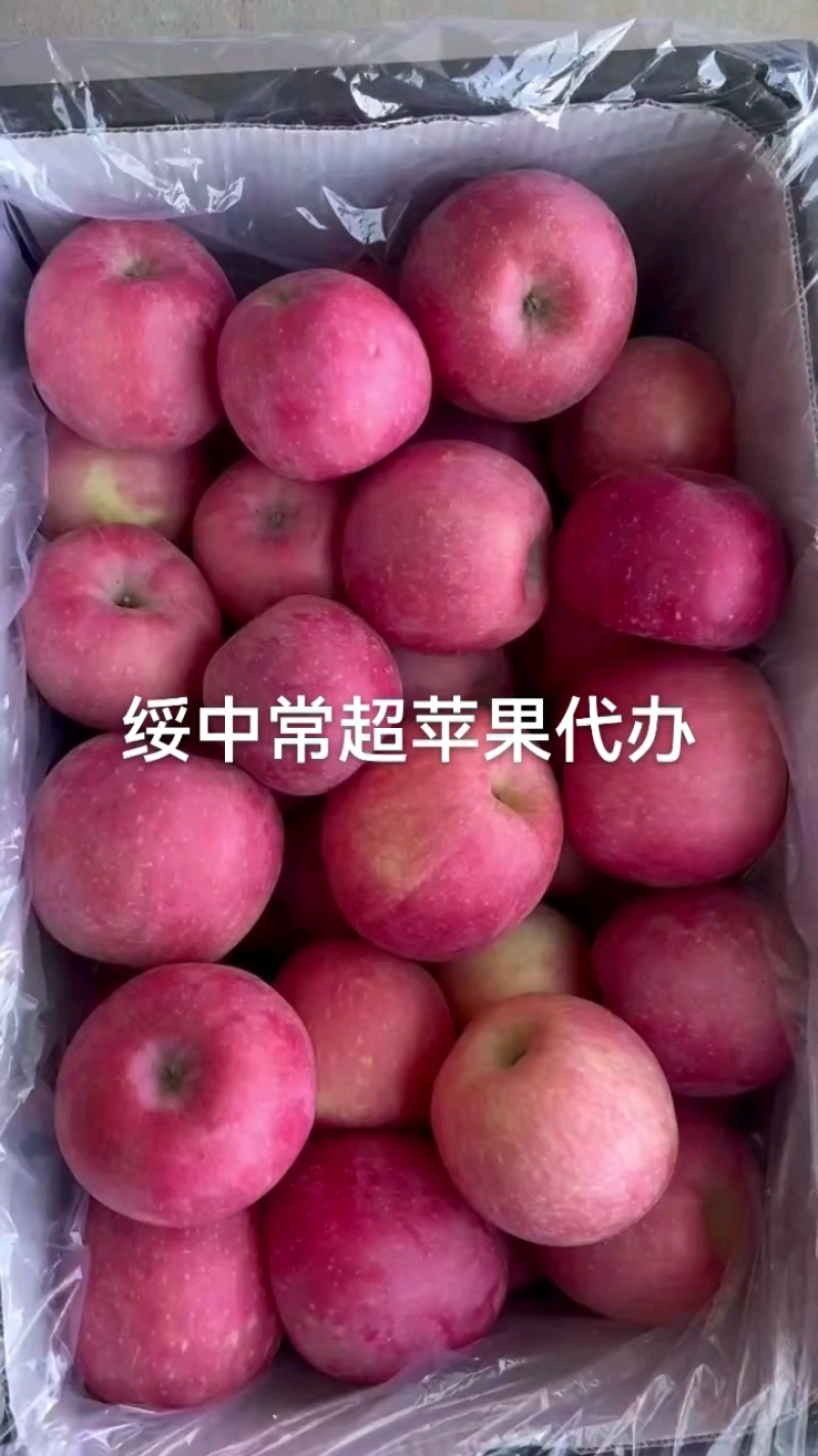 富士苹果大量上市了有需要的联系我今年质量非常好价格合理