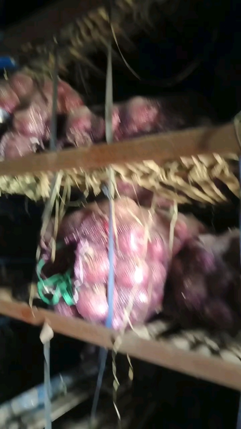 山东冷库洋葱红梅二红圆葱货源充足产地直销保质保量全国发货