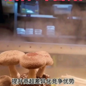 香菇高蛋白现采现卖，提升商超差异化优势。