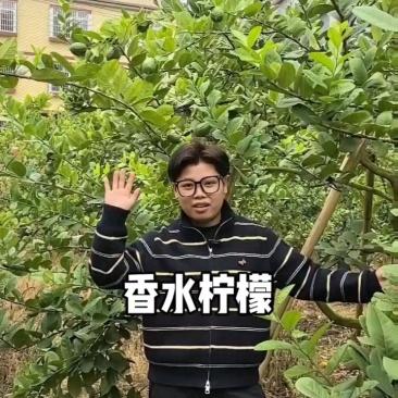 香水柠檬，新鲜采摘，无籽爆香，产地直供，奶茶店专用