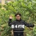 香水柠檬，新鲜采摘，无籽爆香，产地直供，奶茶店专用