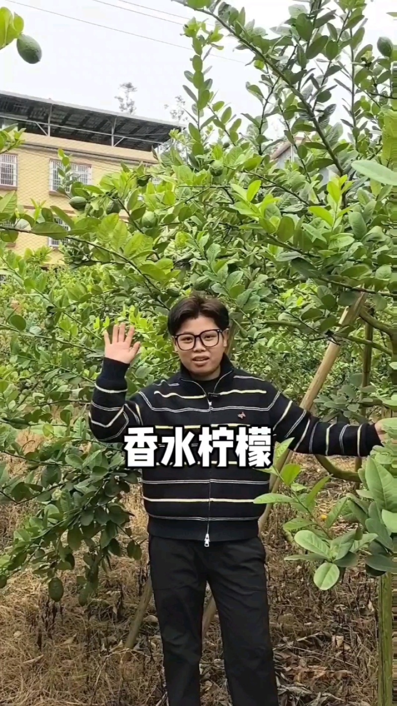 香水柠檬，新鲜采摘，无籽爆香，产地直供，奶茶店专用