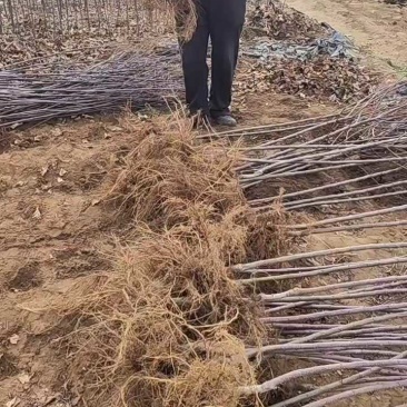果园直发苹果苗早熟月香红思尼克等乔化矮化包成活率