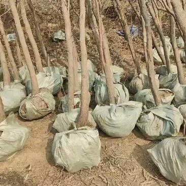 供应优质枣树苗苗圃基地供应成活率高