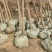 供应优质枣树苗苗圃基地供应成活率高