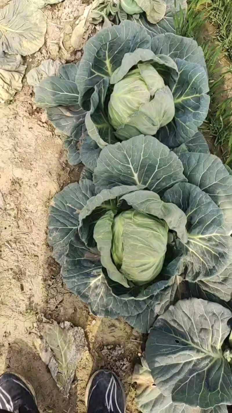 精品甘蓝圆包菜已上市，基地直发，现摘现发，大量供应中