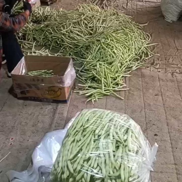 山东优质白不老芸豆，九粒白芸豆大量上市全国发货欢迎选购