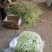 山东优质白不老芸豆，九粒白芸豆大量上市全国发货欢迎选购