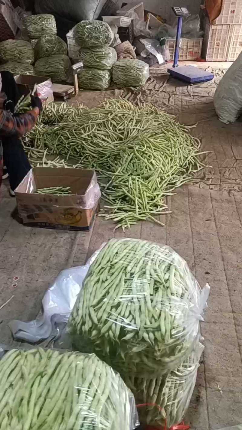 山东优质白不老芸豆，九粒白芸豆大量上市全国发货欢迎选购