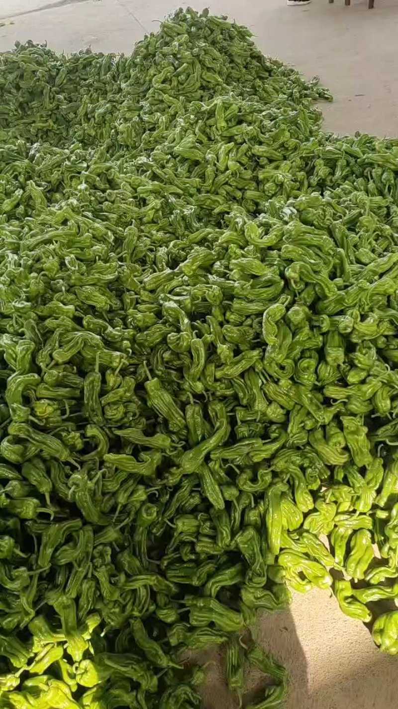 山东青椒苏椒5号大量现货，大量上市中要货提前订质量保证可