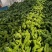 山东青椒苏椒5号大量现货，大量上市中要货提前订质量保证可