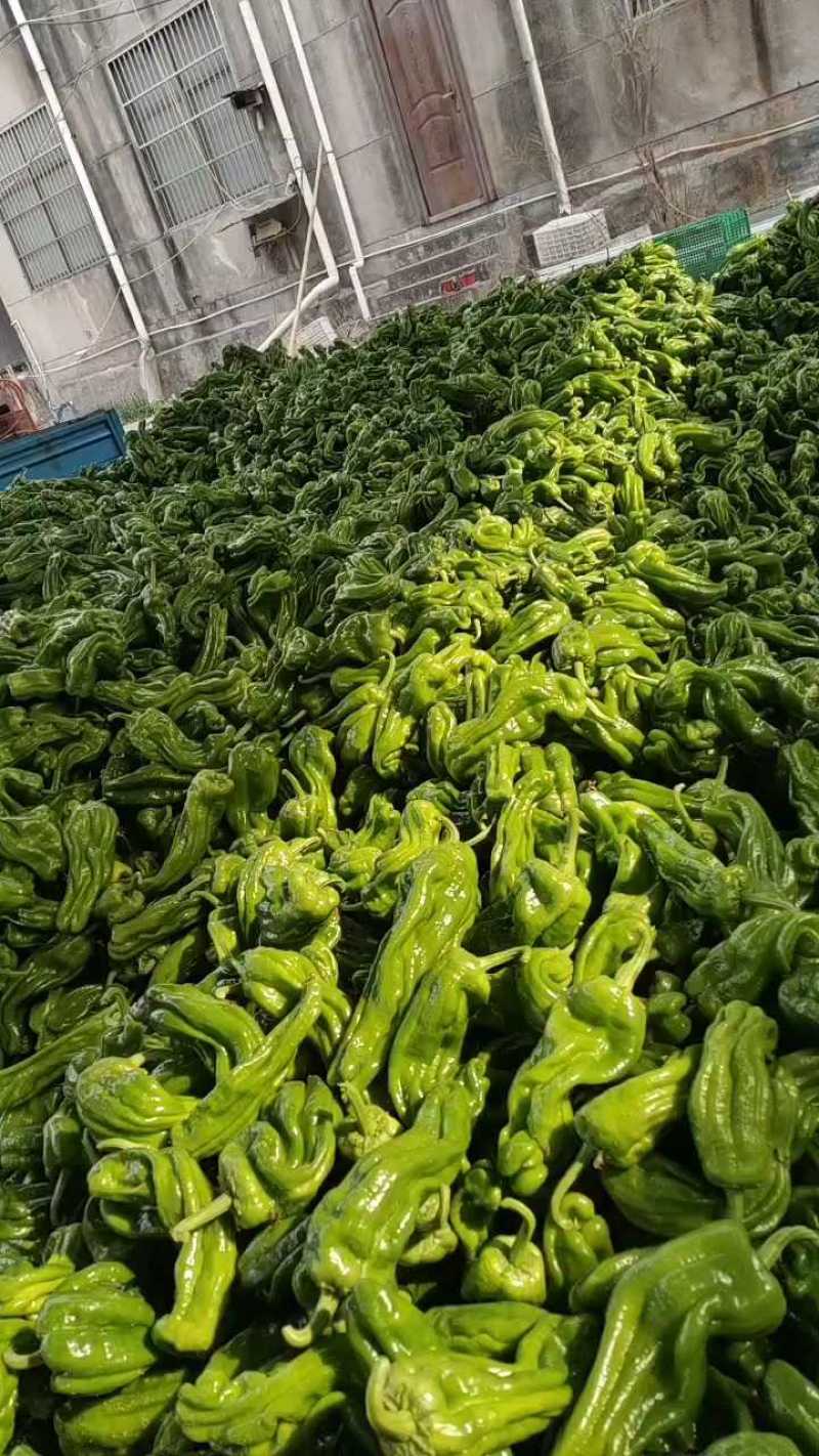 山东青椒苏椒5号大量现货，大量上市中要货提前订质量保证可