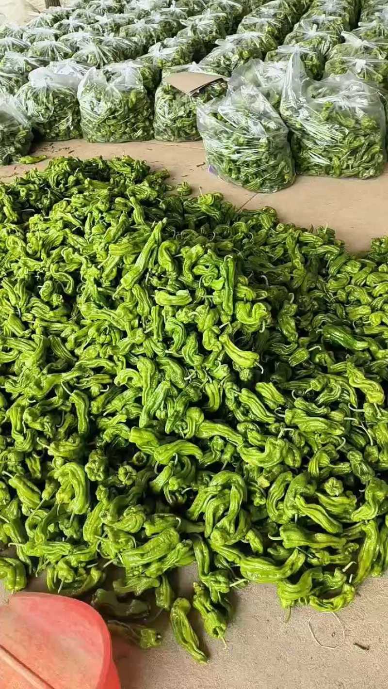 山东特产精品芜湖椒薄皮椒苏椒5号大量上市中颜色绿亮发全国