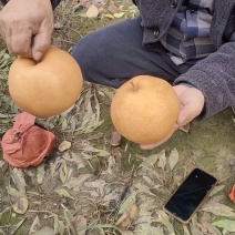 晚秋梨大量上市