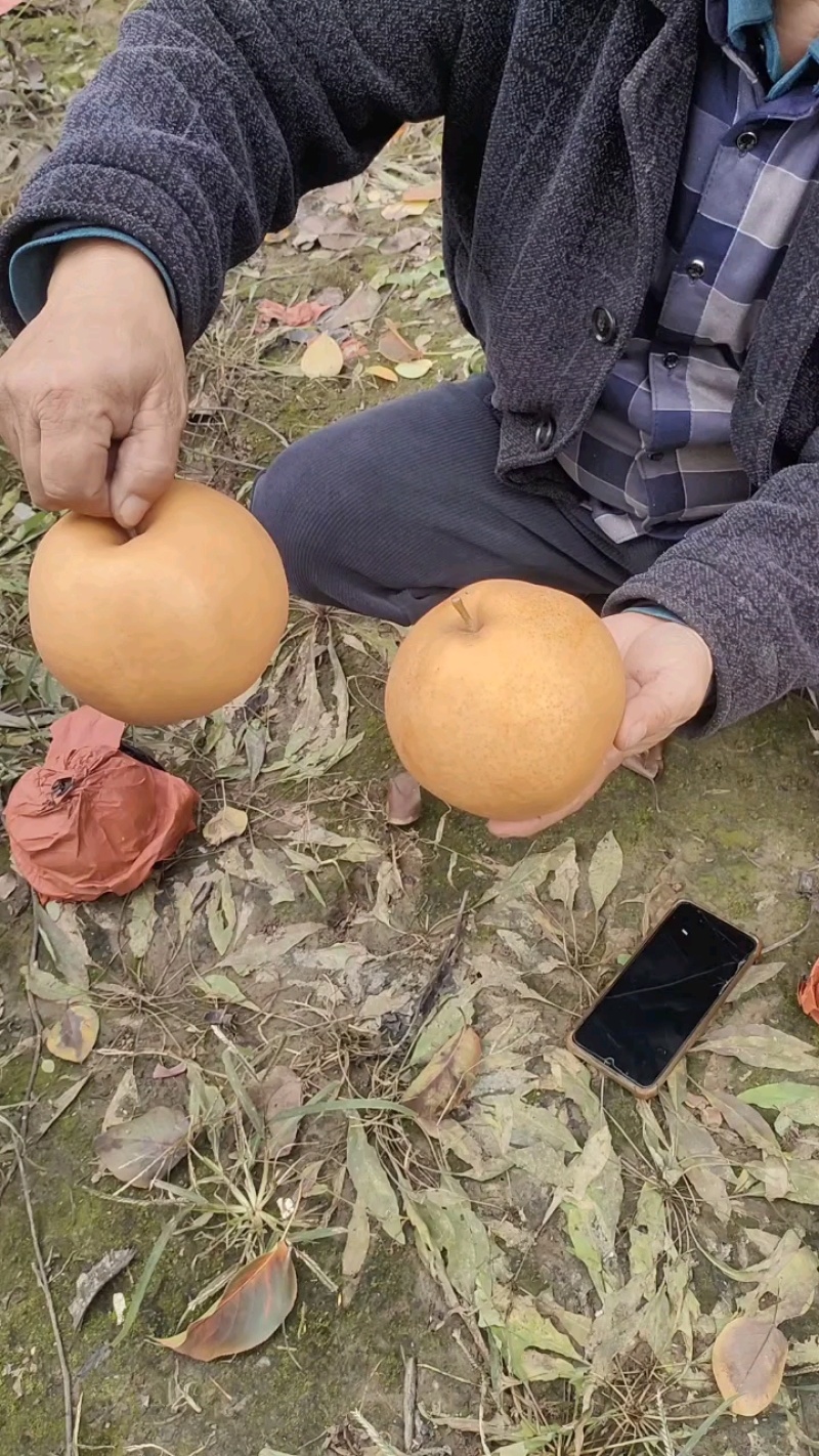 晚秋梨大量上市