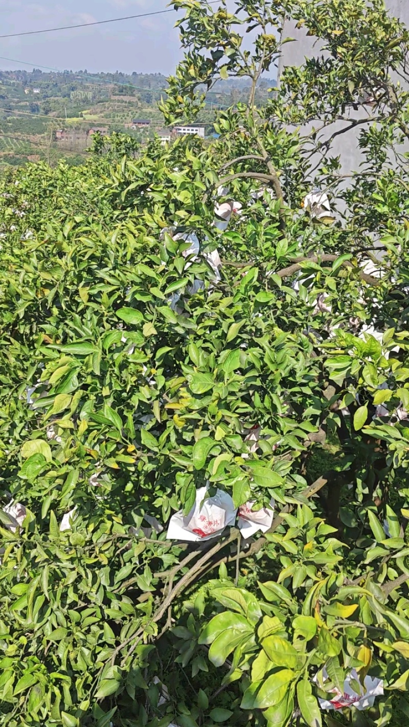 不知火，丑八怪，丑柑，甜，脆，多汁！