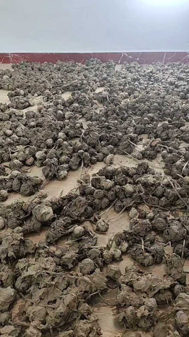 湖南永州马蹄，广西3号超甜，千多斤即将上市