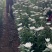 菊花鲜切花黄菊白菊黄白菊祭祀用菊花，全国发货，欢迎沟通