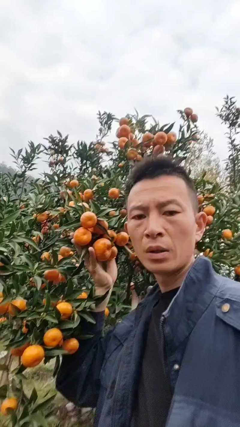 马水橘上市了，皮薄汁多，口感脆甜，入口即化。欢迎各位老板