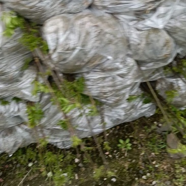 川黄柏苗装车中，质量好，10万棵现货