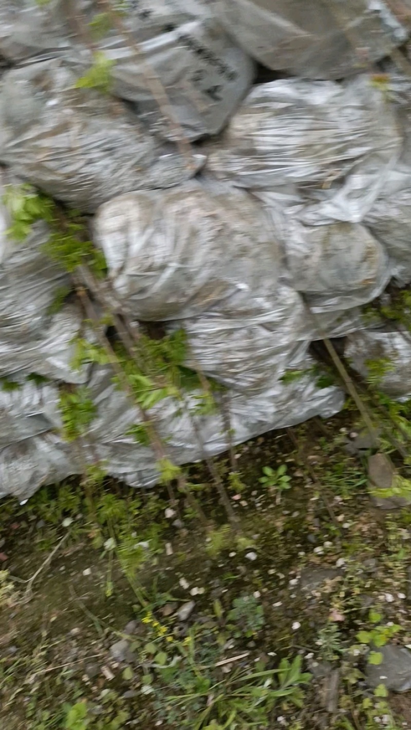 川黄柏苗装车中，质量好，10万棵现货