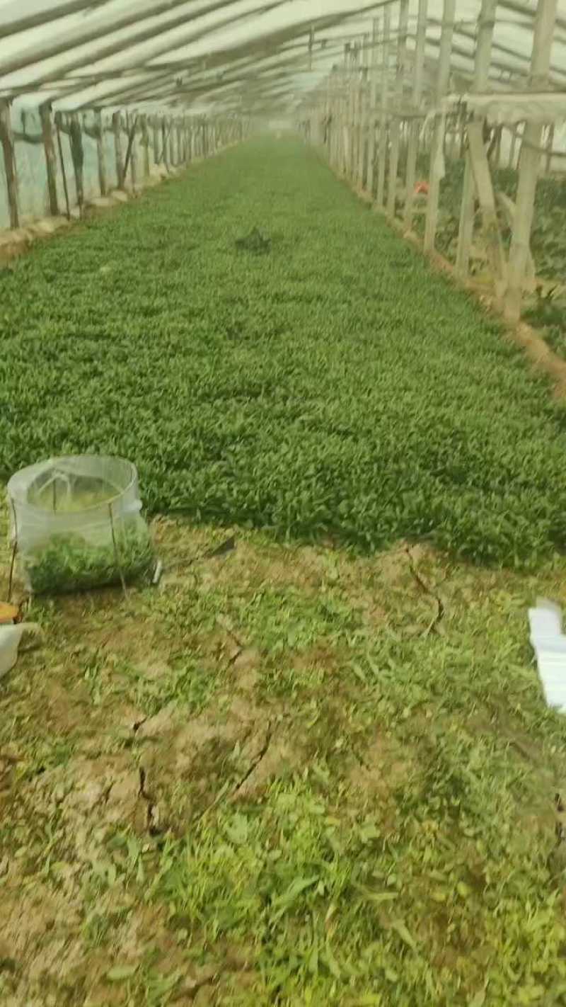 面条菜一手货源，常年供应，保证质量，商超饭店团购量大
