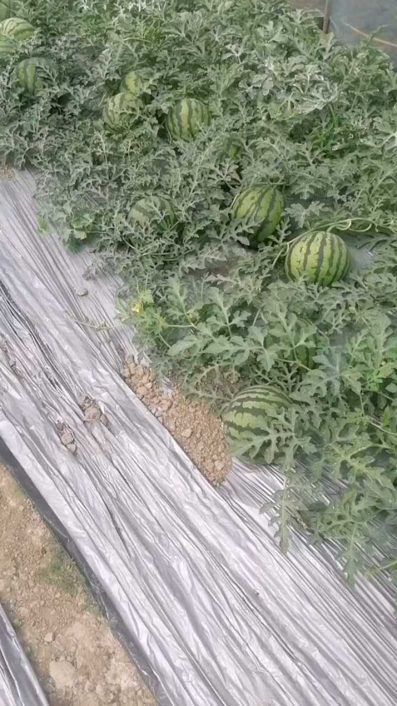 云南美都西瓜