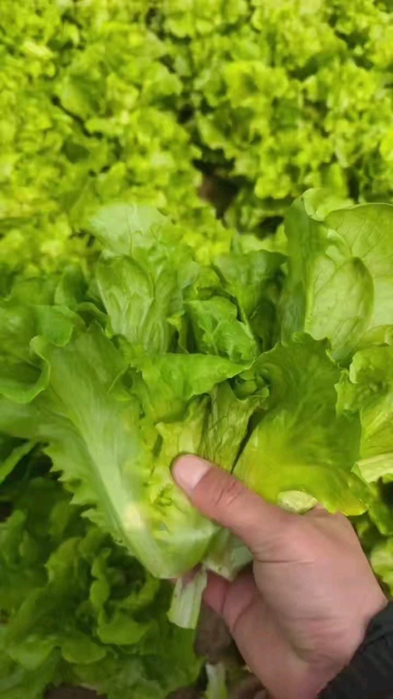 【实力推荐】精品新鲜对接市场电商可打冷箱装代发全国