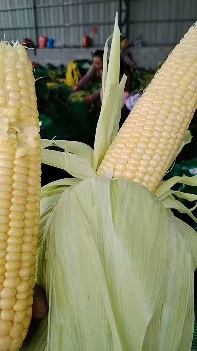 精选云南双色水果玉米基地直发保质保量一条龙服务量大从优