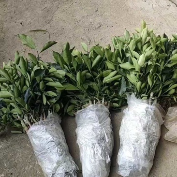 金桔苗脆蜜金桔树苗、脆蜜金柑苗基地直供包品种假一罚十
