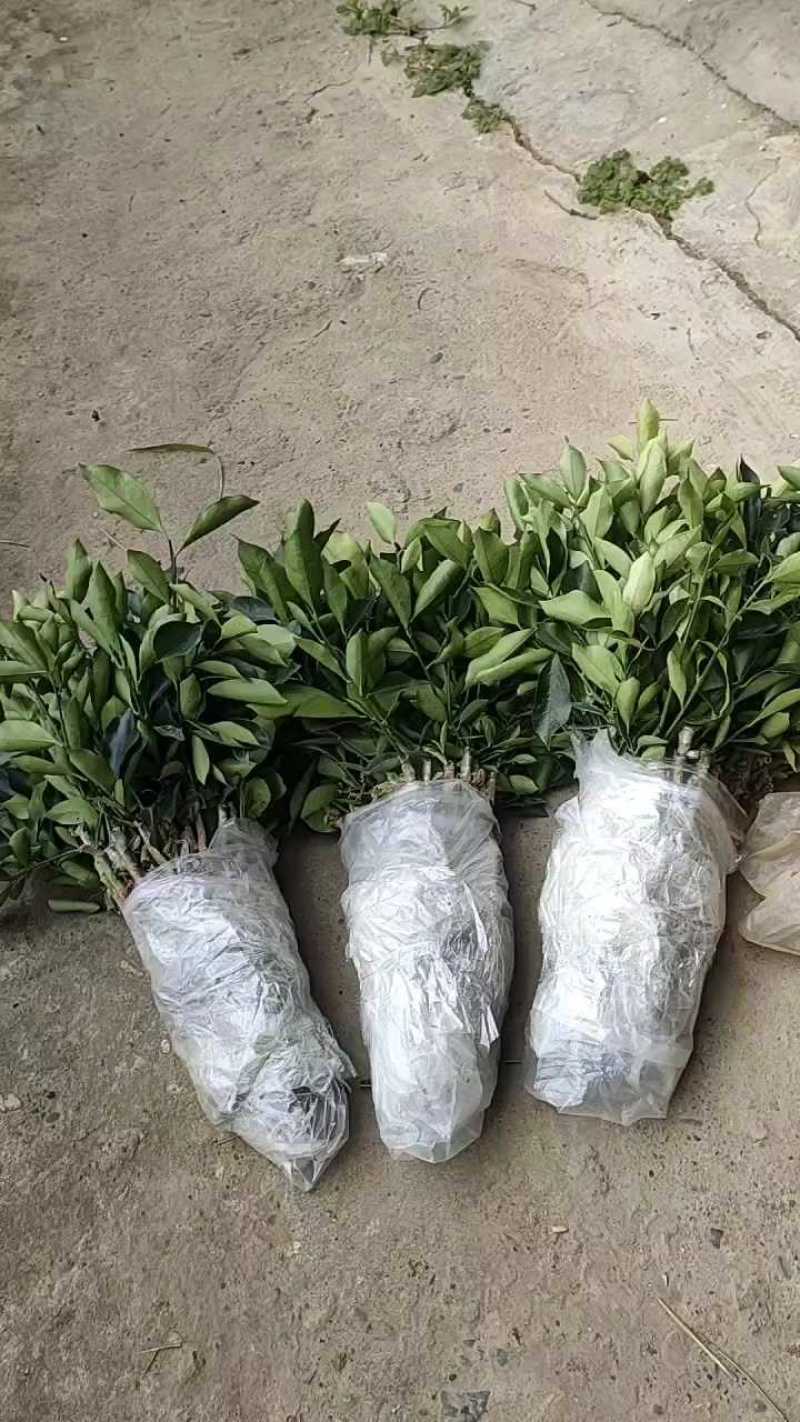 金桔苗脆蜜金桔树苗、脆蜜金柑苗基地直供包品种假一罚十