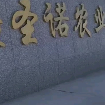 新疆甜食玉米