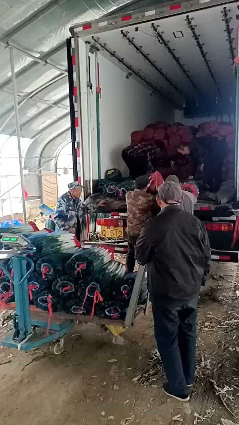 山东铁杆大葱对接电商批发电商货大葱铁杆钢葱费县大葱