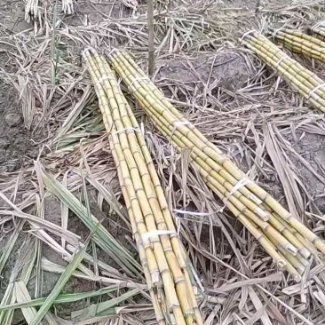 云南黄金甘蔗大量上市/产地直发/诚信经营/量大从优